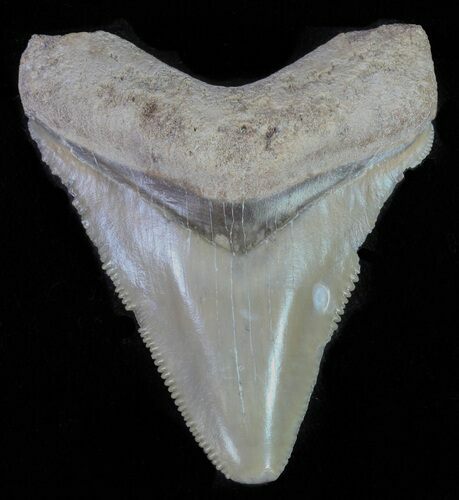 Serrated,  Bone Valley Megalodon Tooth #62132